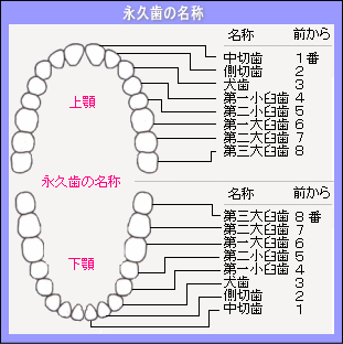 中 切 歯 と は