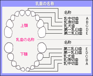 歯 の 名前 乳歯